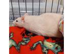 Adopt Jill Valentine a Rat small animal in Evansville, IN (38656943)