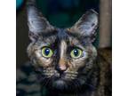 Adopt Cordelia a Tortoiseshell Domestic Shorthair / Mixed cat in Evansville
