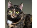Adopt Buffy a Tortoiseshell Domestic Shorthair / Mixed cat in Evansville