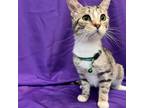 Adopt LouLou a Gray or Blue Domestic Shorthair / Mixed cat in North Myrtle