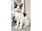 Adopt Blasto a White (Mostly) Domestic Shorthair (short coat) cat in Houston