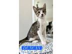 Adopt Duncan a Gray or Blue (Mostly) Domestic Shorthair (short coat) cat in