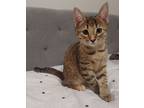 Adopt Daisy a Brown Tabby Domestic Shorthair (short coat) cat in Houston