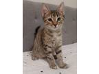 Adopt Peaches a Tan or Fawn Tabby Domestic Shorthair (short coat) cat in