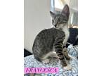 Adopt Francesca a Gray, Blue or Silver Tabby Domestic Shorthair (short coat) cat