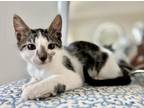 Adopt Felix a White (Mostly) Domestic Shorthair (short coat) cat in Houston