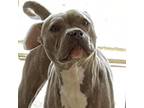Adopt Gracie a Gray/Silver/Salt & Pepper - with Black American Staffordshire
