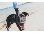 Adopt Emma a Black Mixed Breed (Large) / Mixed dog in Bradenton, FL (38656081)