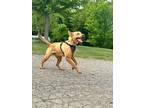 Adopt Mable a Tan/Yellow/Fawn Labrador Retriever / Mixed dog in Webster