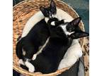 Adopt Feta (Bree) a All Black Domestic Shorthair / Mixed cat in Mondovi