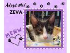 Adopt Zeva a Black & White or Tuxedo American Shorthair (short coat) cat in