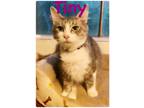 Adopt Tiny a Gray or Blue (Mostly) Domestic Mediumhair (medium coat) cat in