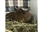 Adopt Woody a Guinea Pig small animal in Long Beach, CA (38656001)