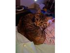 Adopt Sissy a Brown Tabby Domestic Shorthair (short coat) cat in Mansfield