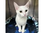 Adopt Mona a White Domestic Shorthair / Mixed cat in Mocksville, NC (38655891)
