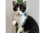 Adopt Stream (Blue Collar) a All Black Domestic Shorthair / Mixed cat in