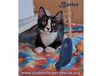 Adopt Butler a Domestic Mediumhair / Mixed (long coat) cat in Mission