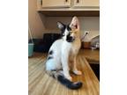 Adopt Libby a Domestic Shorthair (short coat) cat in Calimesa, CA (38655830)