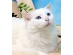 Adopt Faith a White Domestic Mediumhair (medium coat) cat in Seminole Blvd