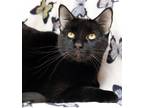 Adopt Hope a Black (Mostly) Domestic Shorthair (short coat) cat in Seminole