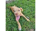 Adopt Adalyn a Tan/Yellow/Fawn - with White Pit Bull Terrier / Mixed dog in