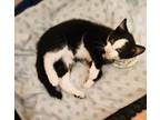 Adopt Orion a Black & White or Tuxedo Domestic Shorthair (short coat) cat in