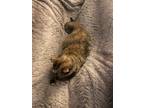 Adopt Cali a Tortoiseshell Domestic Shorthair (short coat) cat in El Dorado