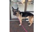 Adopt Winslow a Black - with Tan, Yellow or Fawn German Shepherd Dog / Mixed dog