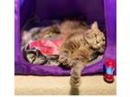 Adopt Olivia a Gray or Blue (Mostly) Domestic Longhair (long coat) cat in
