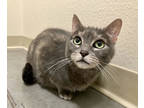 Adopt Lula a Gray or Blue Domestic Shorthair / Domestic Shorthair / Mixed cat in