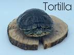 Adopt Tortilla a Turtle - Water reptile, amphibian, and/or fish in Loudon