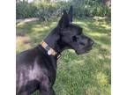 Adopt Zhara a Black Great Dane / Mixed dog in Mokena, IL (38655087)