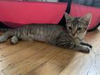 Adopt Tina a Brown Tabby Domestic Shorthair (short coat) cat in Bensalem