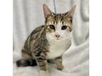 Adopt BEAN a Brown Tabby Domestic Shorthair (short coat) cat in Irvine