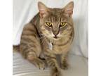 Adopt IVAN a Gray, Blue or Silver Tabby Domestic Shorthair (short coat) cat in