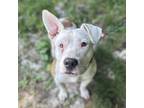 Adopt Fortino a White - with Tan, Yellow or Fawn Pit Bull Terrier / Border