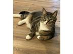 Adopt Nyla a Brown Tabby Tabby (short coat) cat in Temecula, CA (38654739)