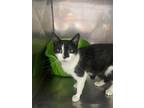 Adopt Pickles a Black & White or Tuxedo Domestic Shorthair (short coat) cat in