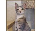 Adopt Louise a Calico or Dilute Calico Domestic Shorthair (short coat) cat in