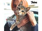 Adopt Thelma a Brown Tabby Tabby (short coat) cat in Sherman Oaks, CA (38652296)