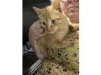 Adopt Rhys a Orange or Red Tabby Domestic Shorthair (short coat) cat in Byron