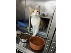 Adopt Nectar a Orange or Red (Mostly) Domestic Shorthair (short coat) cat in