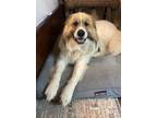 Adopt Nash's Story a White - with Tan, Yellow or Fawn Great Pyrenees / Mixed dog