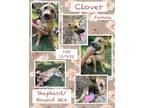 Adopt Clover a Tan/Yellow/Fawn Foxhound / German Shepherd Dog / Mixed dog in