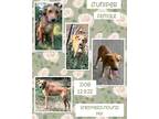 Adopt Juniper a Red/Golden/Orange/Chestnut Foxhound / German Shepherd Dog /