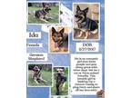 Adopt Ida a Brown/Chocolate German Shepherd Dog / Mixed dog in Caldwell