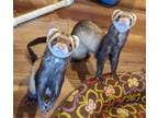 Adopt Bandit and Cinnamon and Roxann a Brown or Chocolate Ferret small animal in