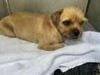 Adopt STRAY/WHIPPOORWILL ST/ a Brown/Chocolate Mixed Breed (Small) / Mixed dog