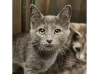 Adopt Jessie a Gray or Blue Domestic Mediumhair / Domestic Shorthair / Mixed cat