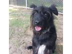 Adopt Seymour a Black Schnauzer (Standard) / Terrier (Unknown Type